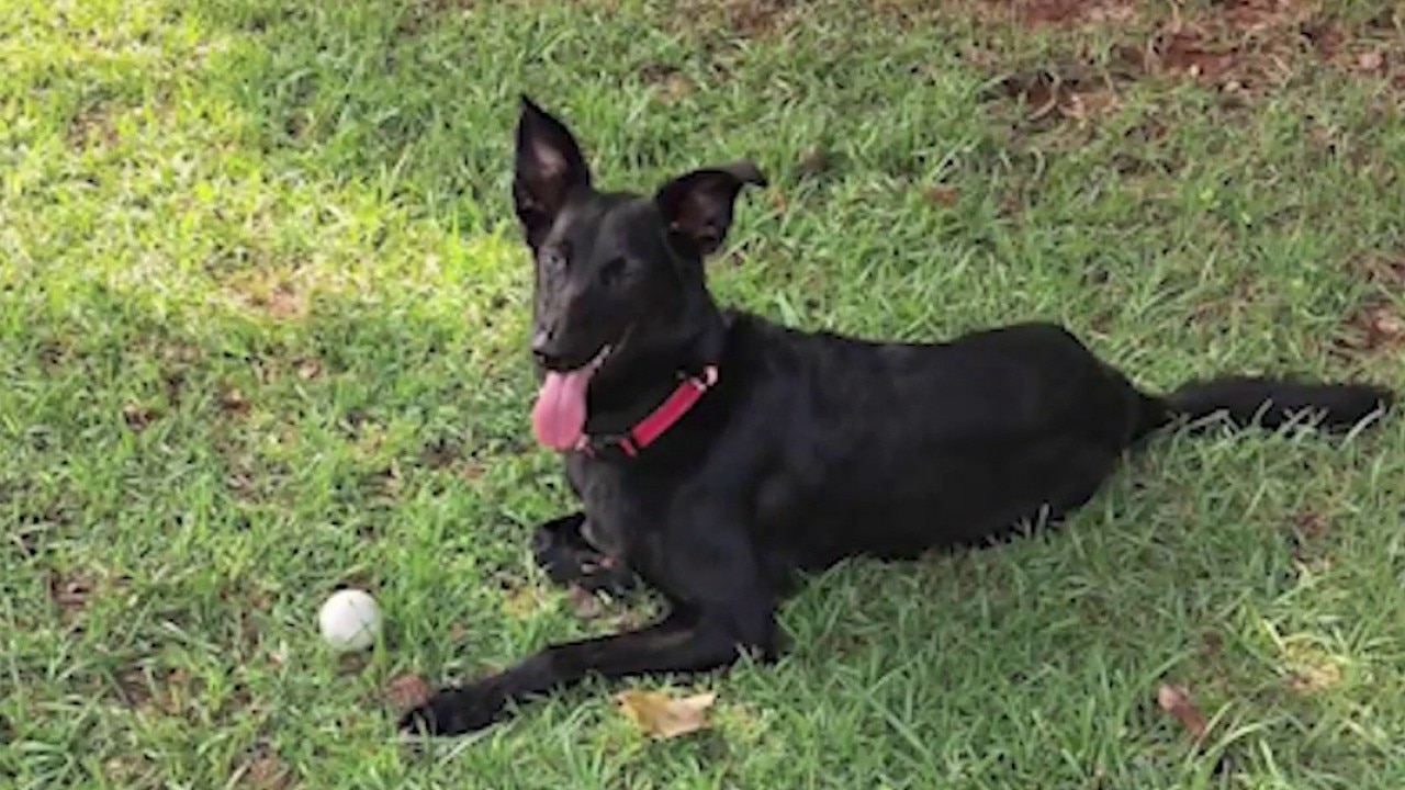 Cobb County deputies kill resident service dog