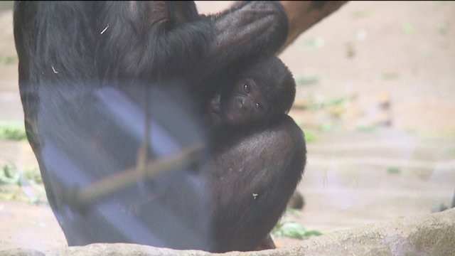 Two new additions at the Milwaukee County Zoo