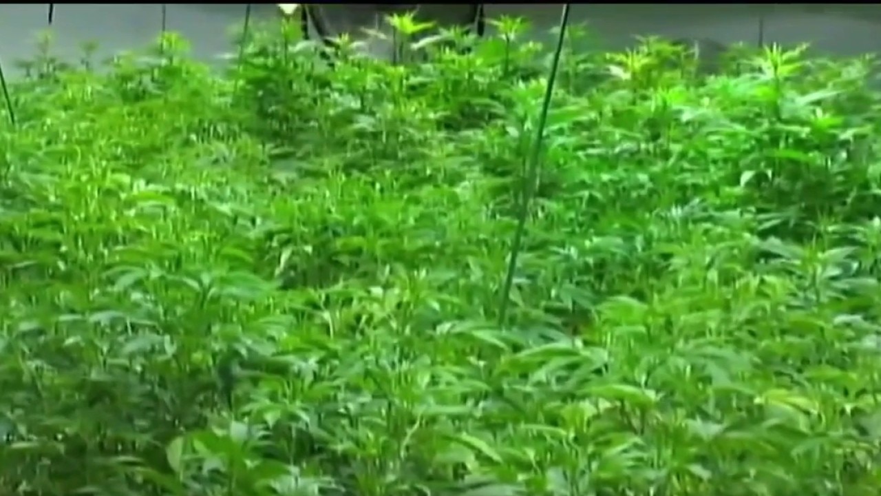 Delta-8, THC, hemp: What's the difference?