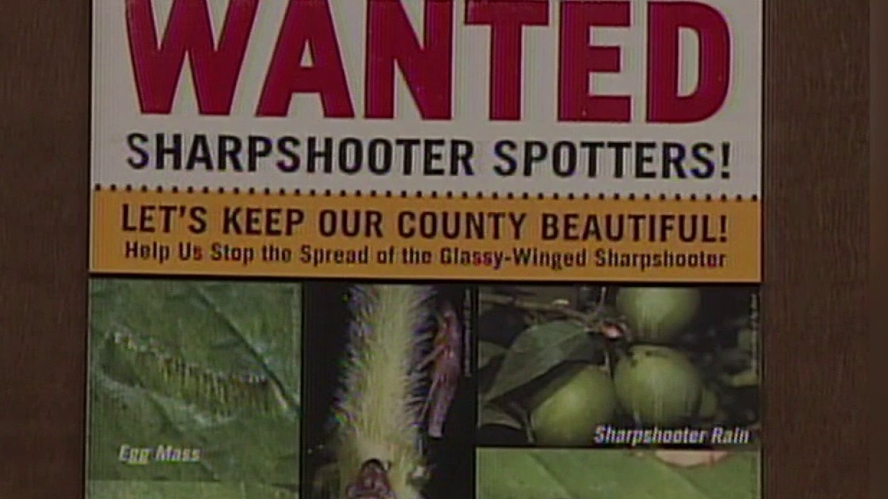 Grapevine-killing pest, bacteria found in California