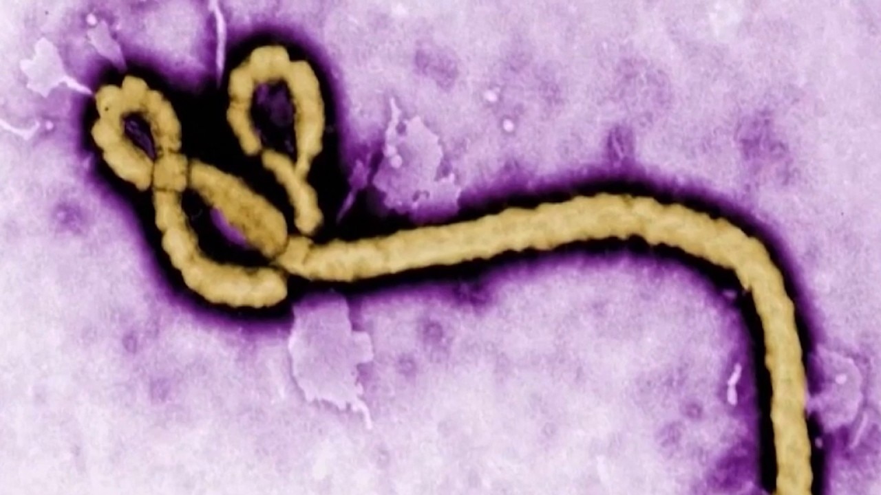 Rare Ebola strain spreads as WHO declares emergency