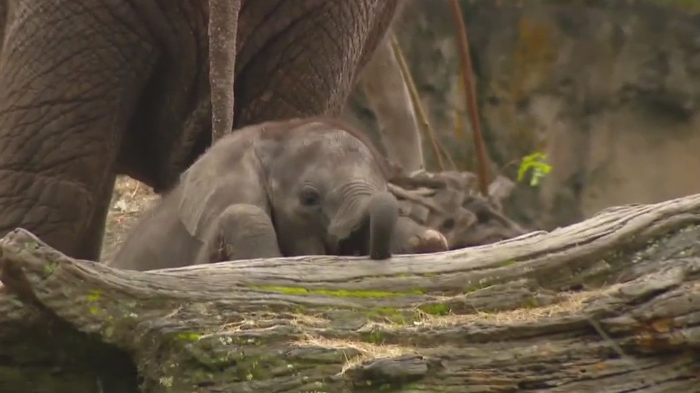 Meet Corra: New elephant born at Disney World