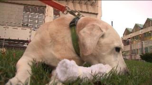 K-9 helps police seize $800K worth of cocaine