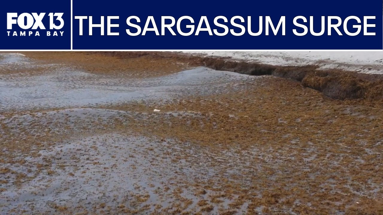 USF scientist explains Florida's growing sargassum problem