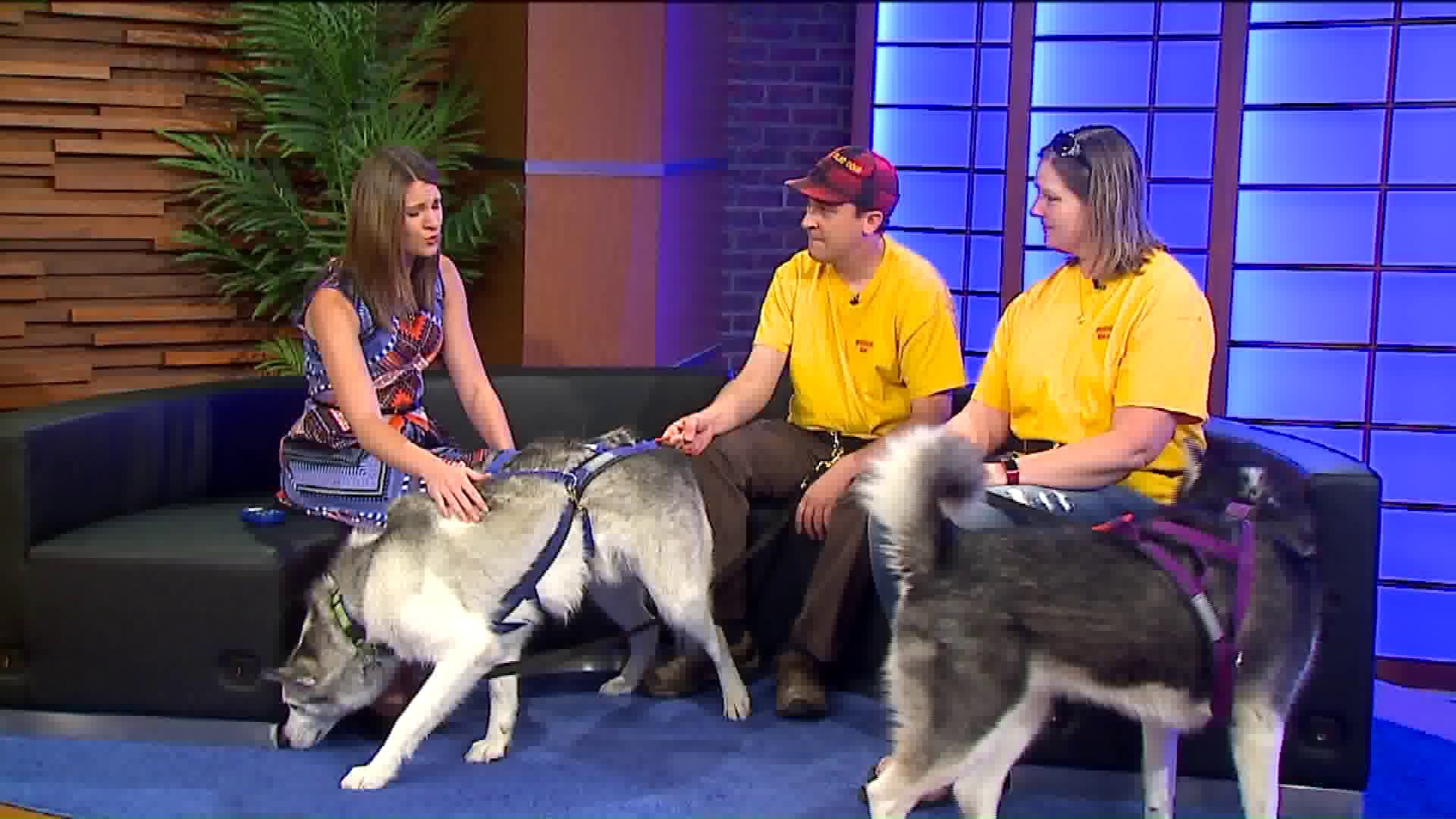 Door County Sled Dogs