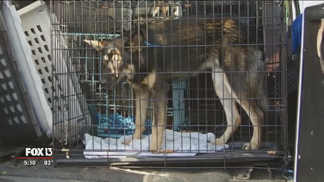 Englewood shelter to take on 20 animals from LA