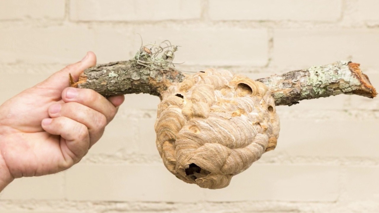 How you can defend against the invasive Yellow-Legged Hornet