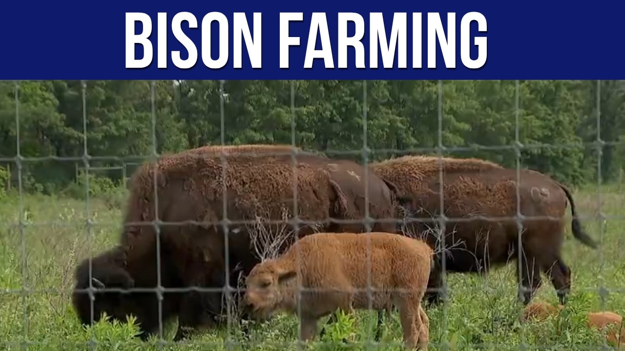 Minnesota bison farming on the rise