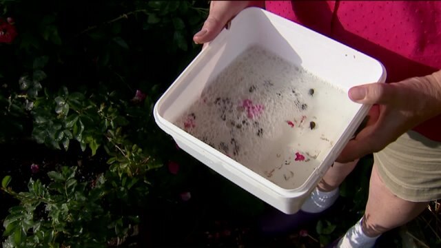 Japanese beetles are busy in local gardens; how much damage can they do?