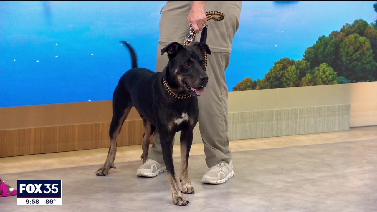 Adopt-A-Pet: Meet Chase