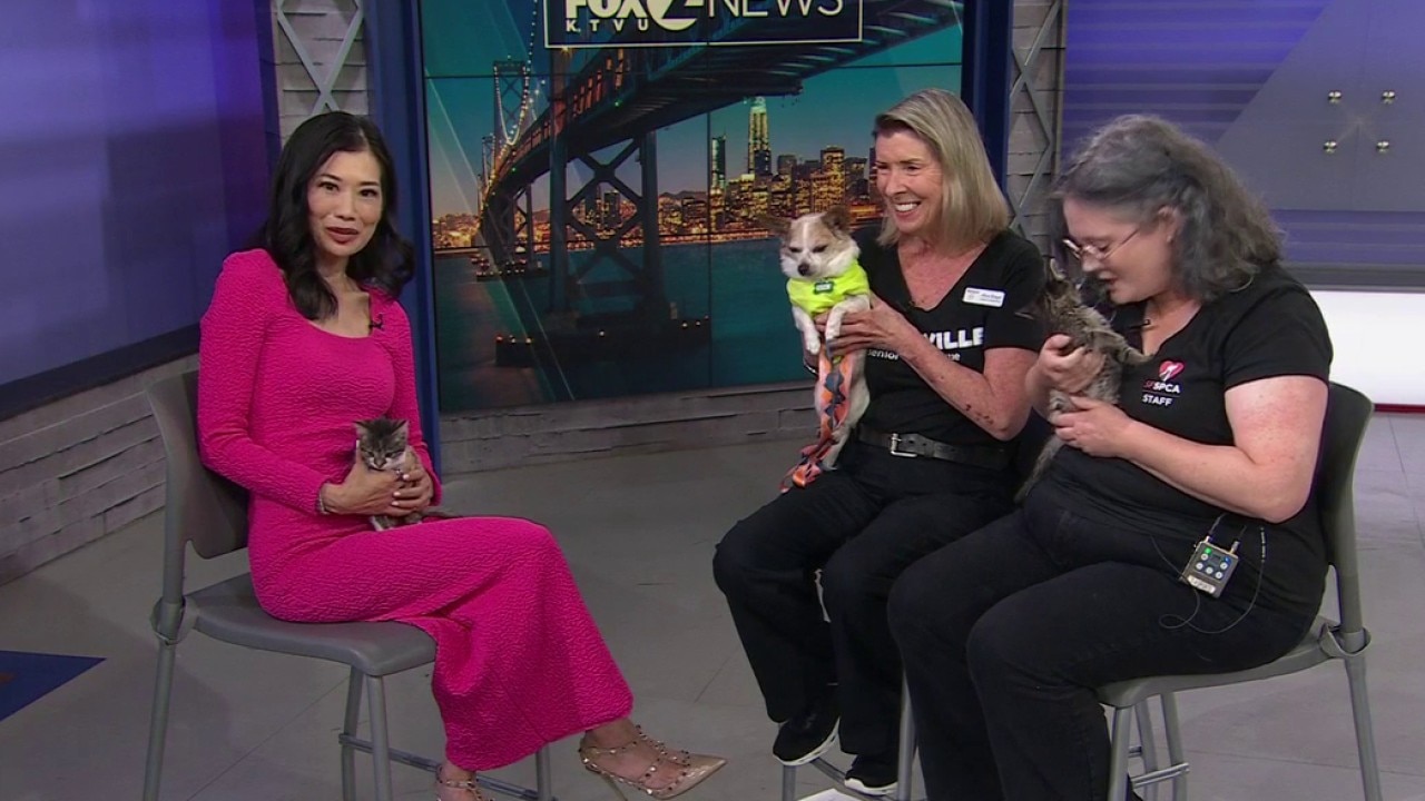 SF shelters waive adoption fees for Clear the Shelters event on Saturday