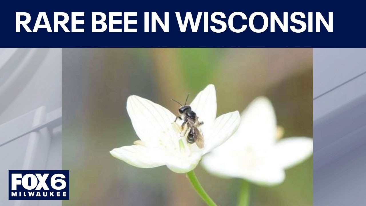 Rare bee discovered in Wisconsin