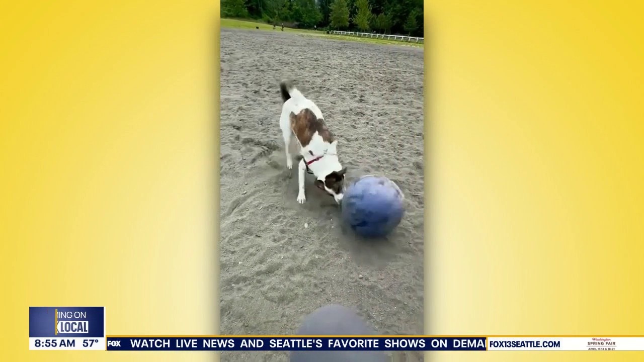 Good Day Pet Tricks for Friday, Aug. 28
