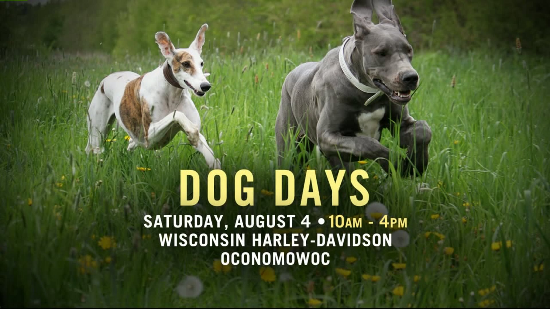 Dog Days