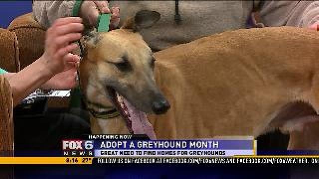 Adopt A Greyhound Month