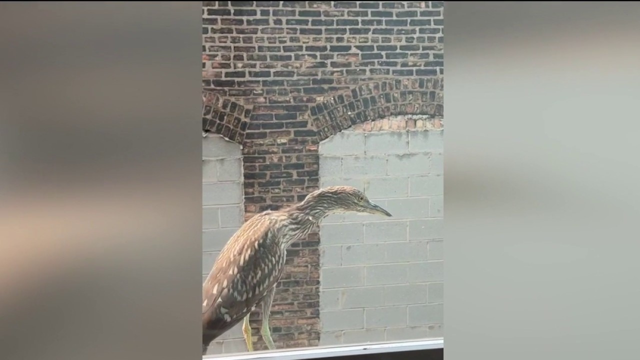 Rare state-endangered bird spotted in downtown Chicago goes viral