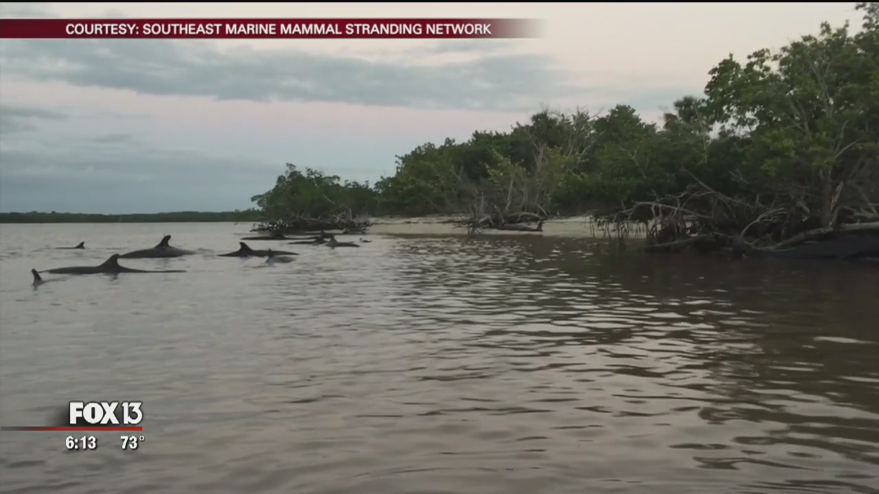 Mote scientists investigate dolphin stranding
