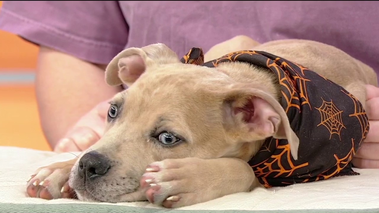 Pet of the day: Cheetah