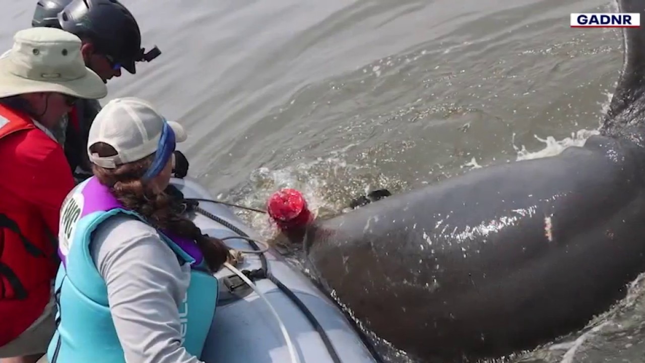 Multi-state rescue team frees manatee trapped in crab lines