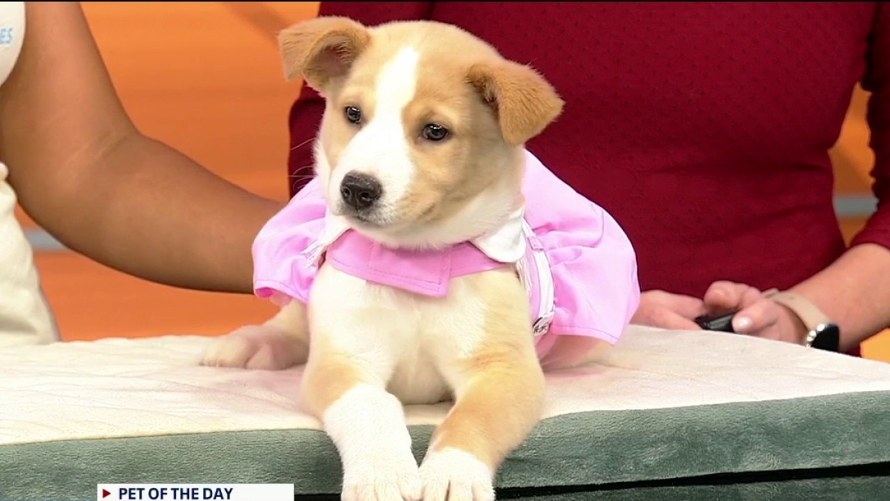 Pet of the day: Toffee