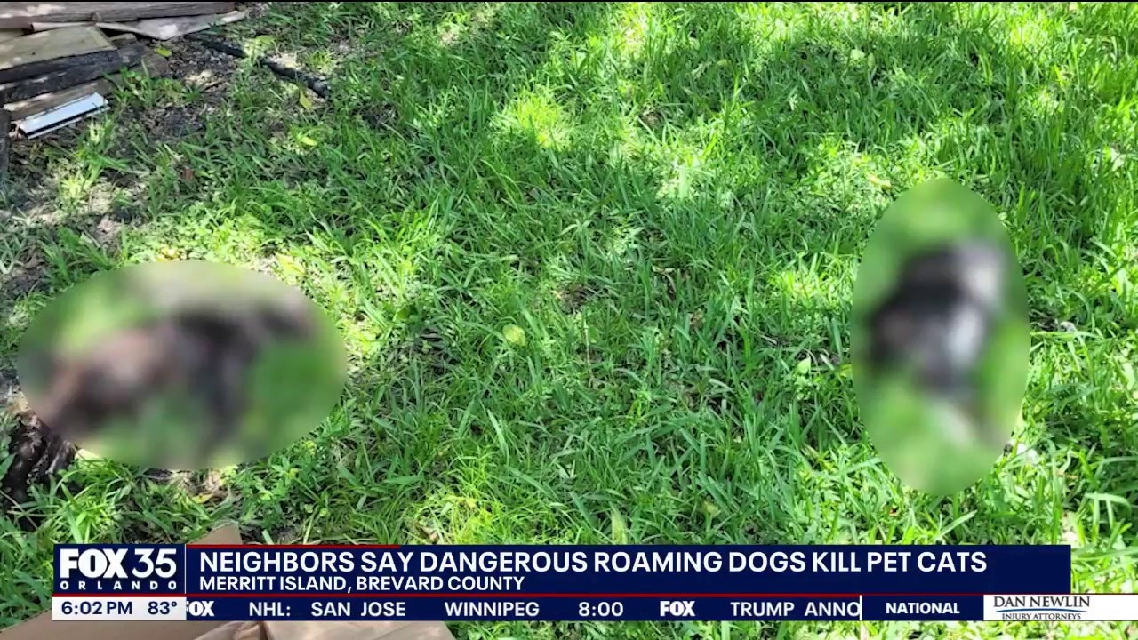 Neighbors say roaming dogs killing neighborhood cats