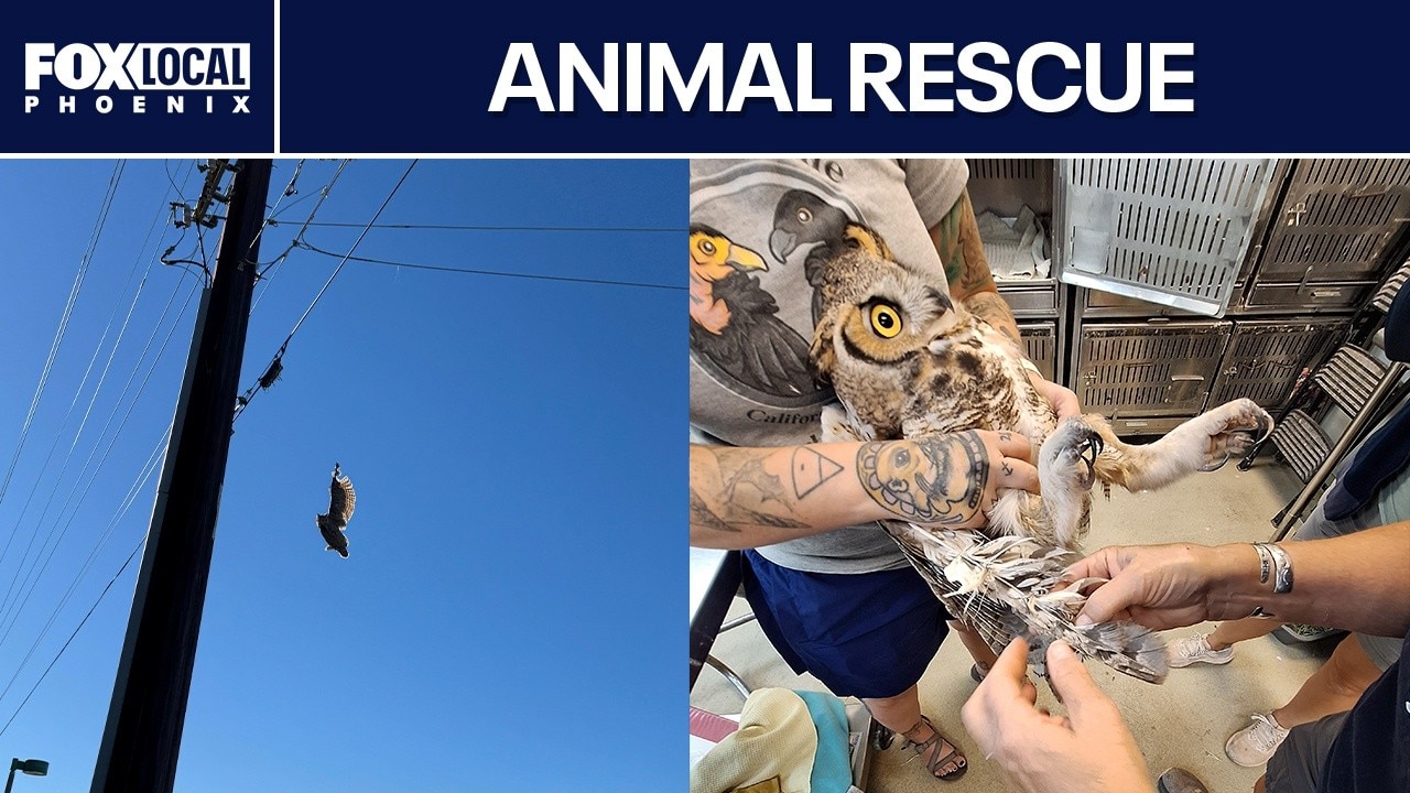 Owl dangling from Mesa power pole rescued by crews