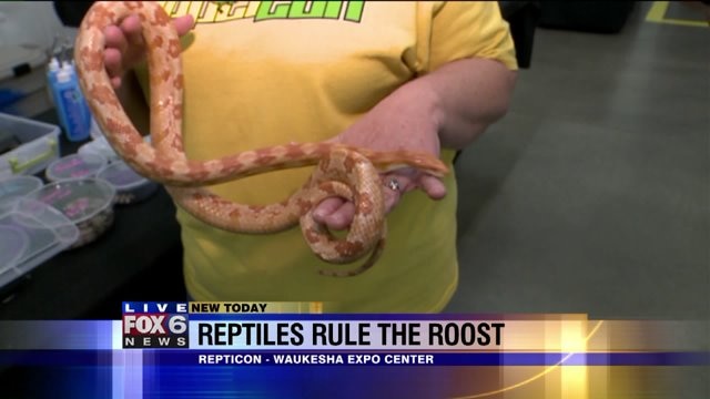 FOX6's Julie Collins gets up close and personal with snake, tarantula and more at "Repticon"