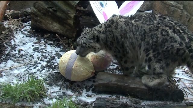Check out the snow leopards at the Milwaukee County Zoo
