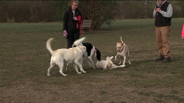 Tips for introducing your dog to an exercise park