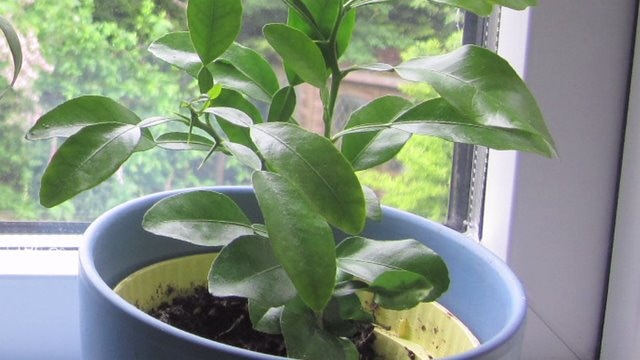 Tips for taking care of indoor plants
