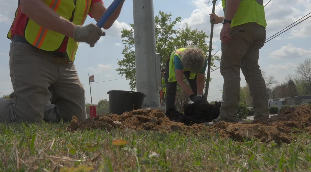 Local organizations plant trees at Raleigh bus stops as part of a campaign