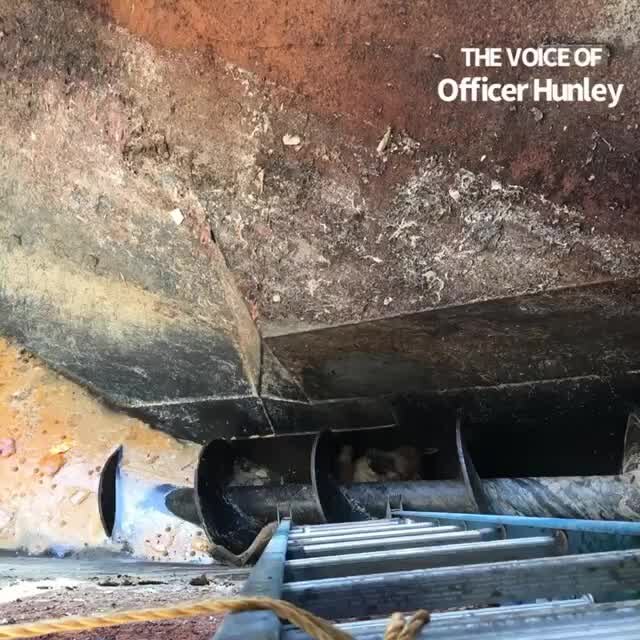 Dog rescued after being trapped in 12-foot pit in meat processing plant