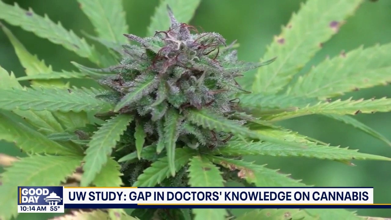 UW study finds gaps in doctor training on cannabis