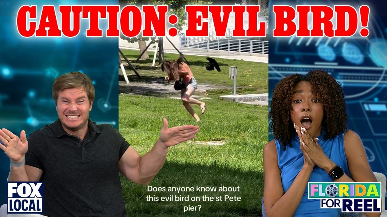 ‘Evil Bird’ terrorizes St. Pete Pier | Florida For Reel