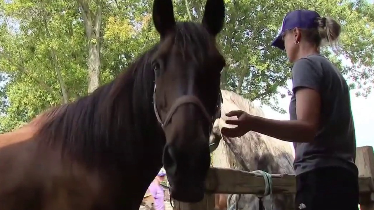 Horses returned to Milford Trail Ride Company