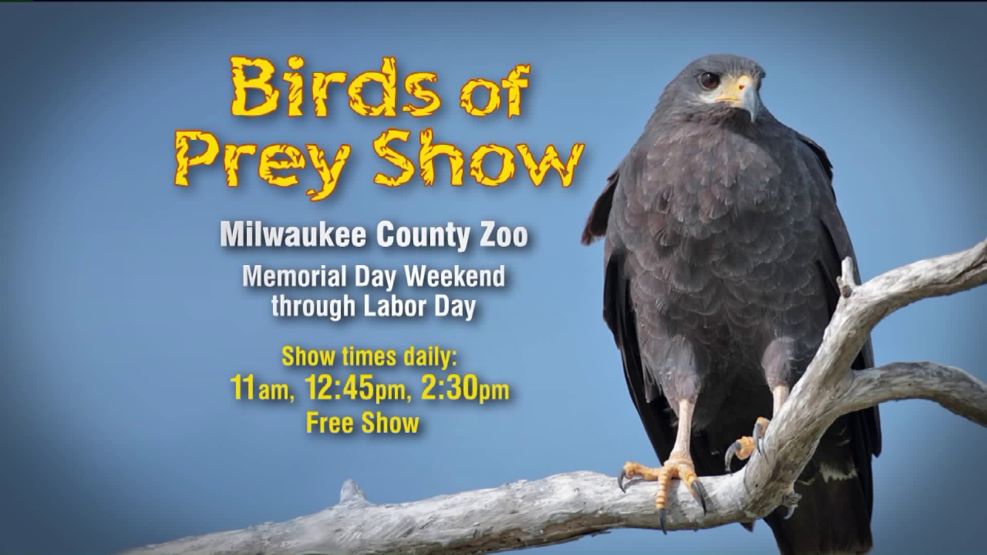 Birds of Prey Show