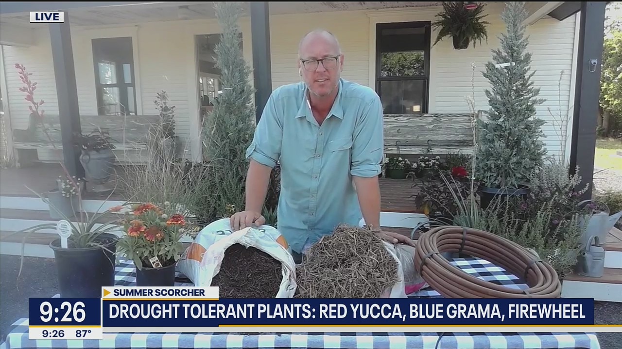 Can your yard beat the summer heat?