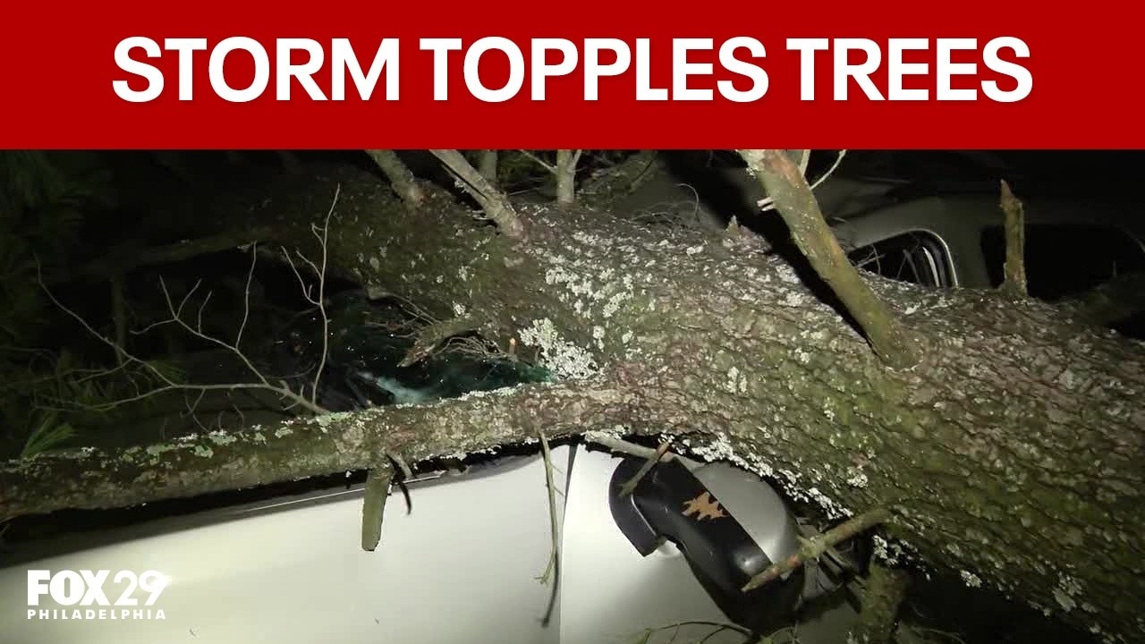 Strong winds topple trees in Burlington County