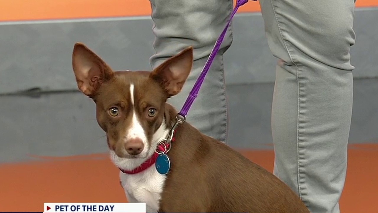 Pet of the day: Minnow