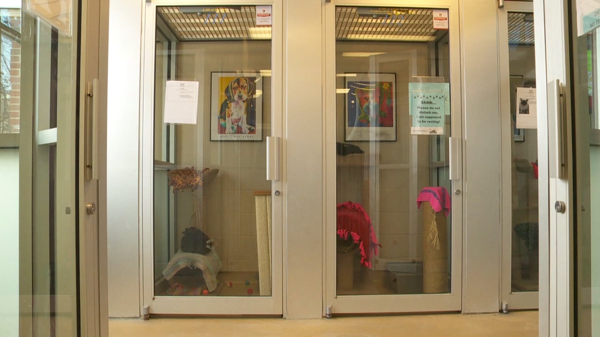 Keeping pets safe in the cold