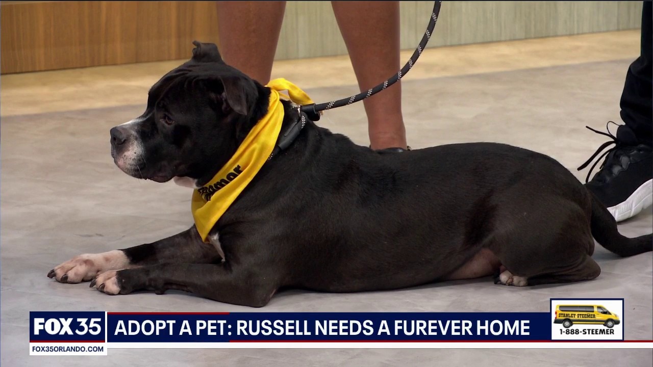 Adopt-A-Pet: Meet Russell