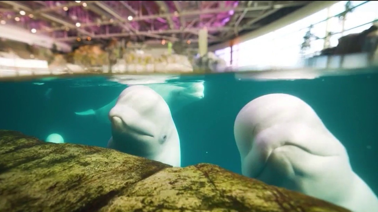Fourth beluga whale dies at Shedd Aquarium in recent months