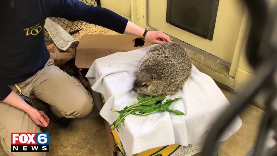 Meet Gordy the groundhog!