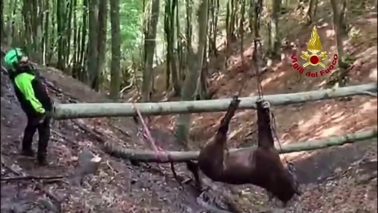 Watch: Horse airlifted to safety after falling into ravine