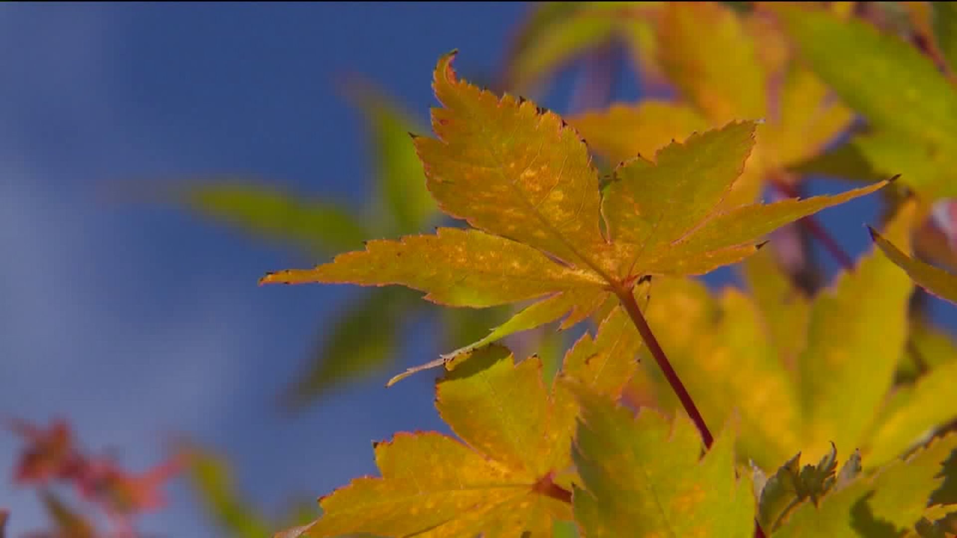 Gardening with Tim: Fall Plants