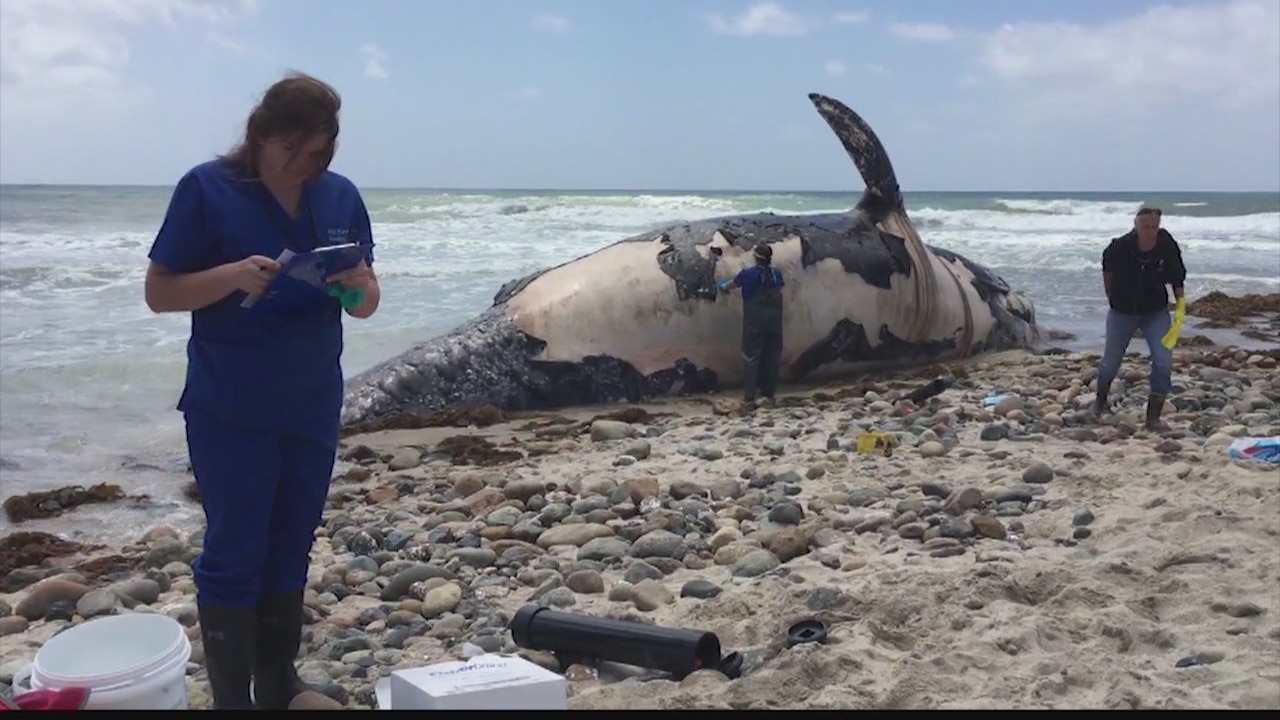 Whale on California beach will be cut up, sent to landfill