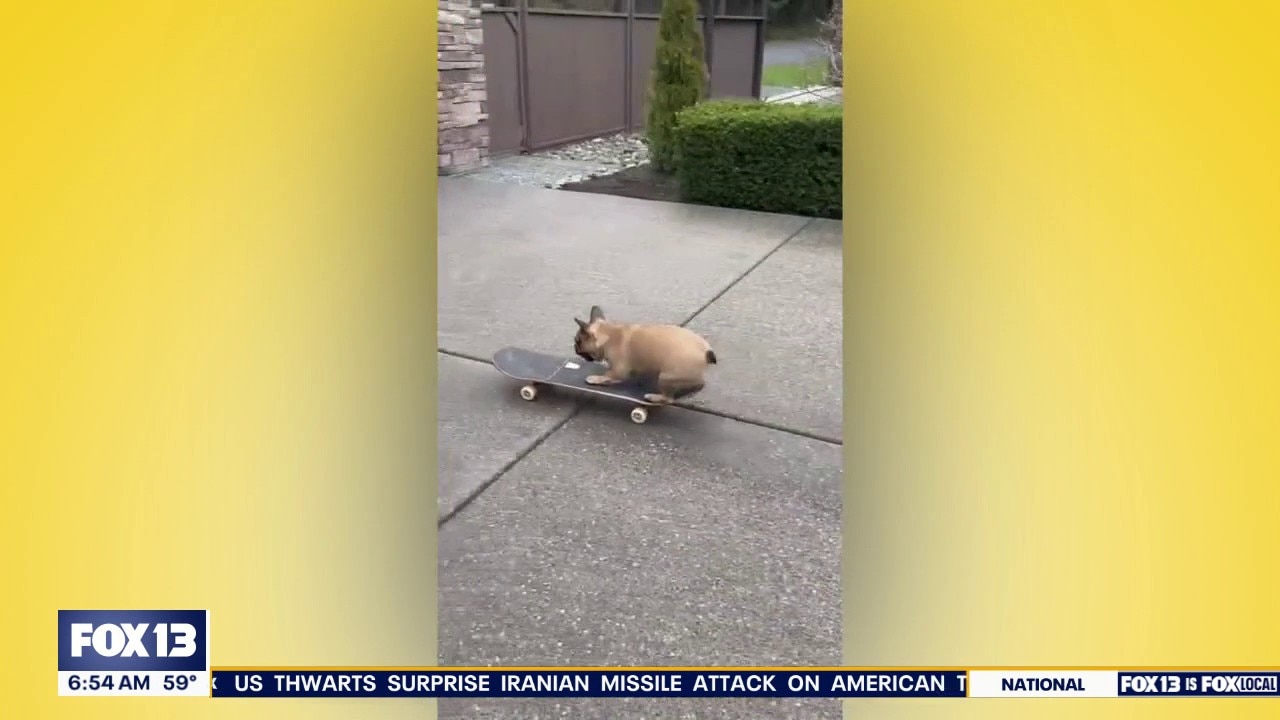 Good Day Pet Tricks for Wednesday, July 29