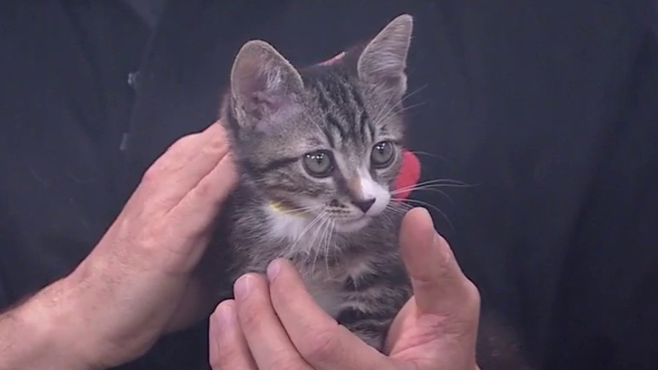 California shelters prepare for annual Adopt-A-Pet Day