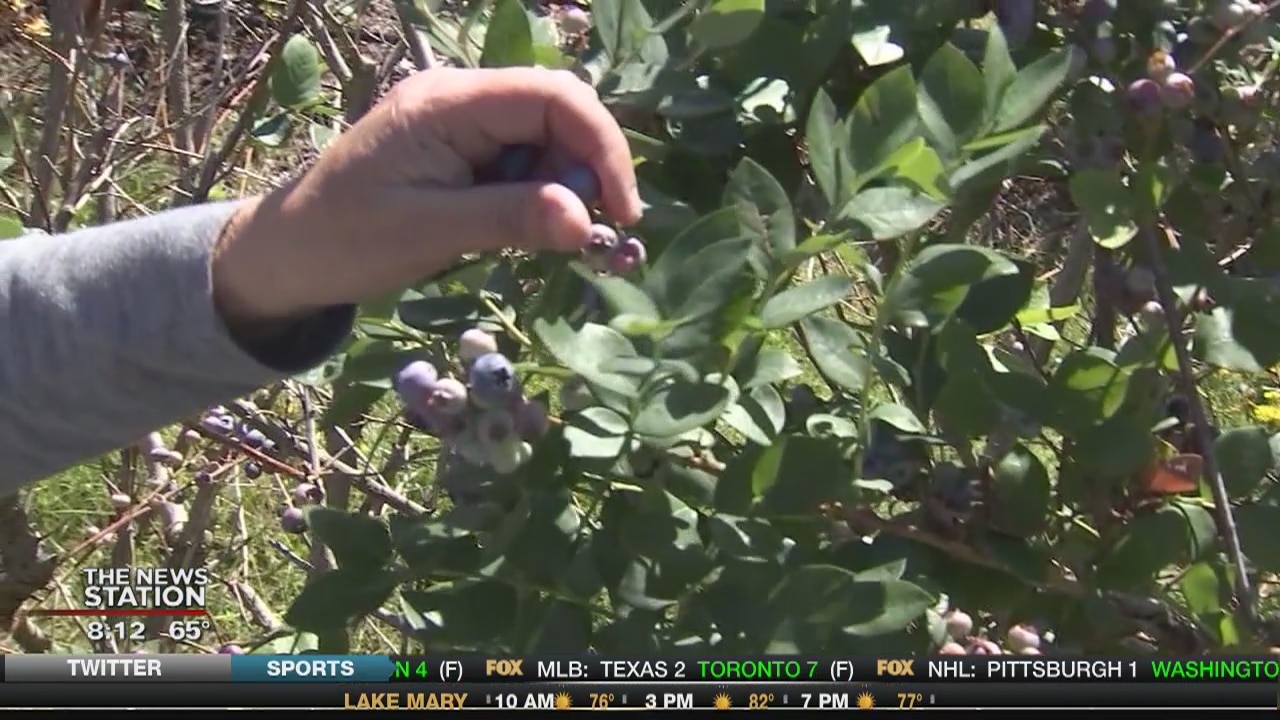 Hurricane Irma looms over blueberry season