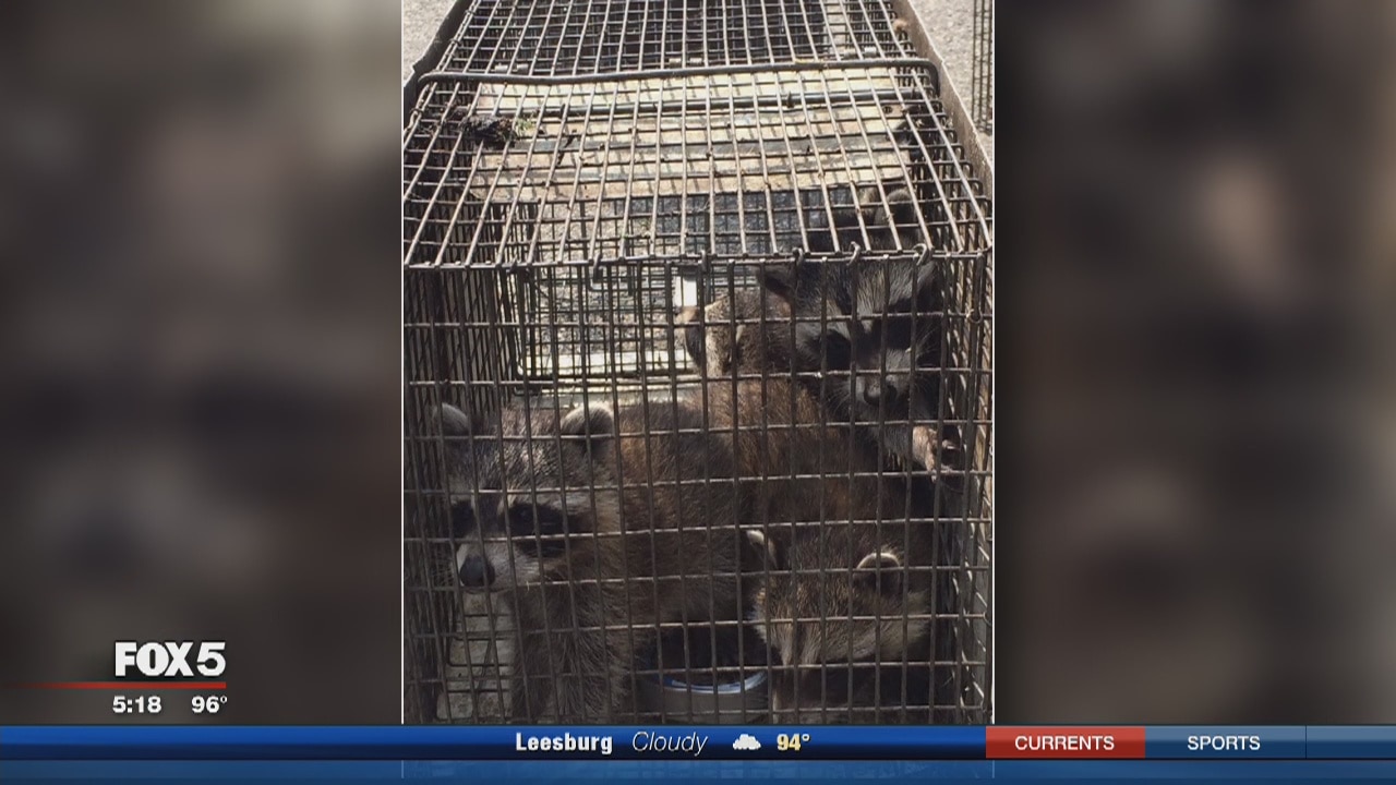 US Park Police forced out of headquarters because of raccoons
